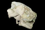 Fossil Oreodont (Merycoidodon) Skull - Wyoming #169215-9